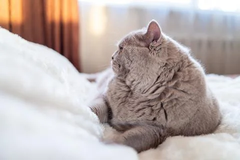 Big cat lying on the bed Stock Photos
