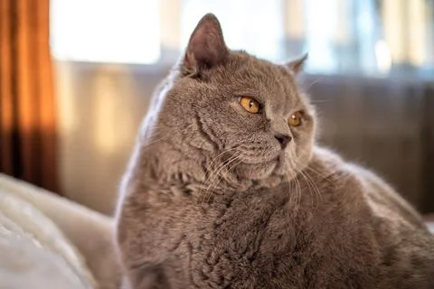 Big cat lying on the bed Stock Photos