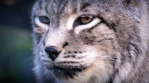 Big Cat Lynx In The Wild Stock Footage 46638663