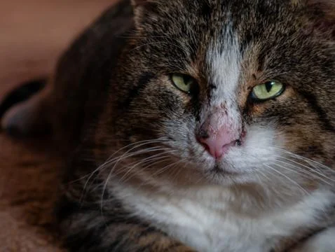 The big cat muzzle is a close-up. Stock Photos