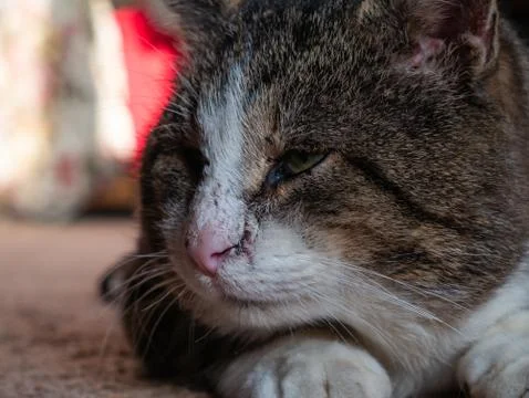 The big cat muzzle is a close-up. Foto stock