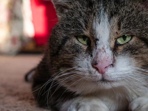 The big cat muzzle is a close-up. Stock Photos