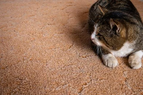 The big cat muzzle is a close-up. Stock Photos