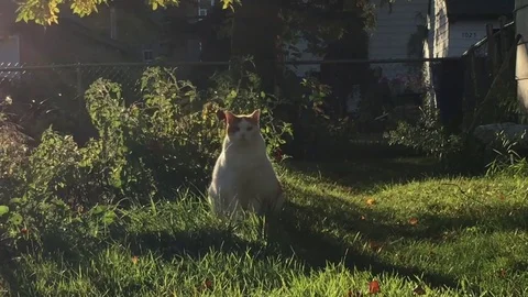 Big Cat Outside Walks By 스톡 동영상 80846192