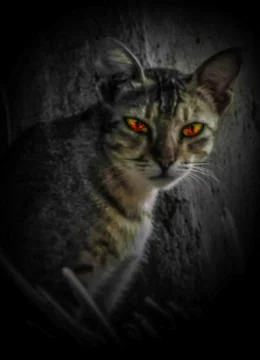 The big cat Stock Photos