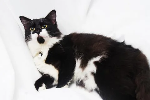 Big Cat Stock Photos