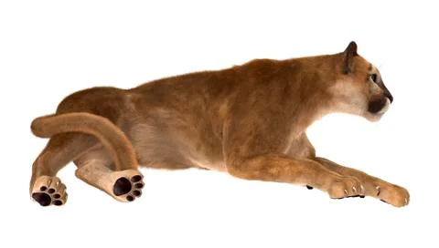 Big Cat Puma Stock Illustration
