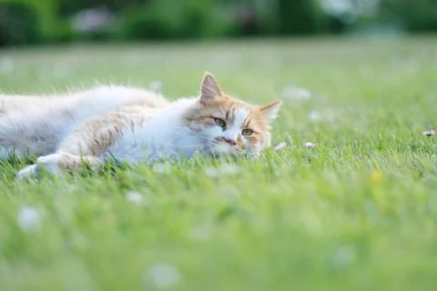Big cat red-white color lays on a green lawn among the grasses and daisies Stock Photos