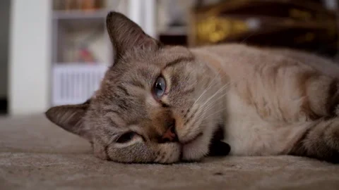 A big cat is relaxing on the floor Stock Footage 235177979