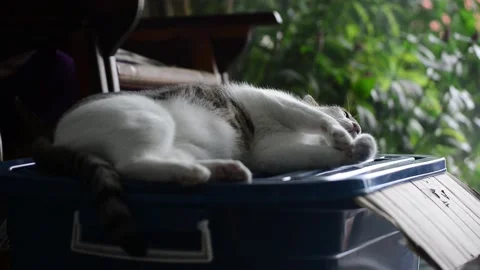 Big cat resting in the warm sunlight in front of the house. Stock Footage 158279050