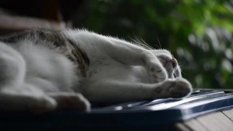 Big cat resting in the warm sunlight in front of the house. Stock Footage 158279059