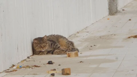 Big cat rolls over Stock Footage 99675281