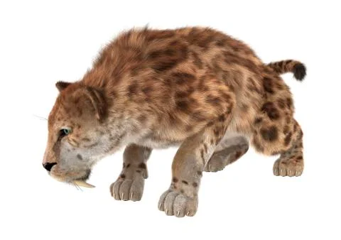 Big Cat Sabertooth Stock Illustration