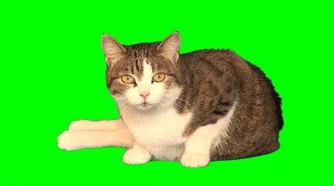 Big cat with satisfied cat's face Stock Footage 10892799