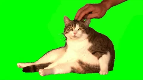 Big cat is scratched Stock Footage 10725174