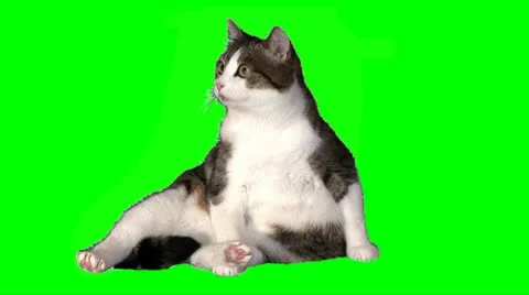 Big cat sits 01 Stock Footage 10725188