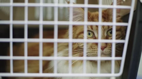 The big cat sits almost awkwardly in the carrier. Vídeos de archivo 246705906