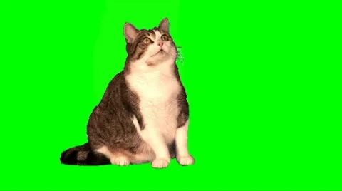 Big cat sits Stock Footage 10685335