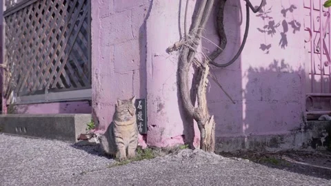 Big Cat Sitting on Corner of Purple House Stock Footage 153591997