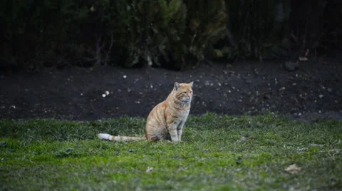 Big cat sitting on green grass Stockbeeldmateriaal 63044774
