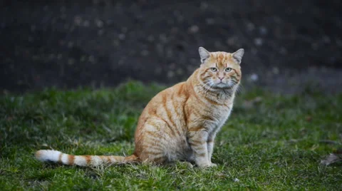 Big cat sitting on green grass Stockbeeldmateriaal 63044787