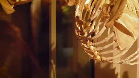 Big cat skeleton Stock Footage 245583437