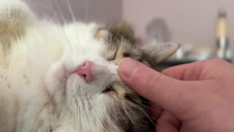 Big cat sleeping while owner gently pets head Stock Footage 310511082