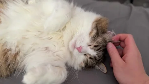 Big cat sleeping while owner gently pets head Stock Footage 310511086