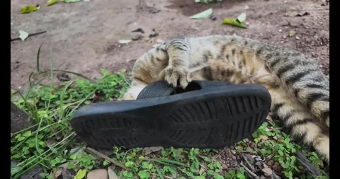 A big cat walks in the forest 動画素材 289679656