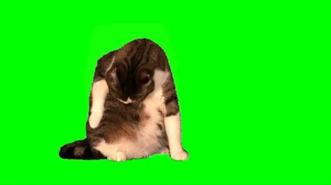 Big cat washes Stock Footage 10685275