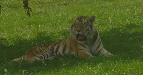 Big Cat Yawn Stock Footage 50983239