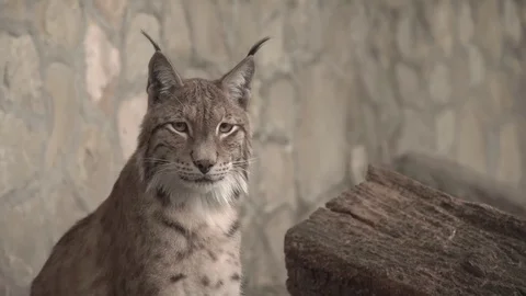 Big cat at the Zoo 스톡 동영상 82688853