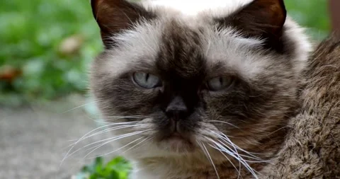 Big cat zoomed face video Video stock 157640429