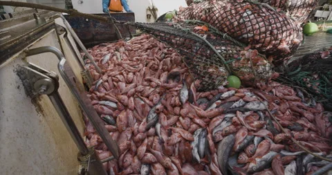 Big catch of perch Vídeos de archivo 270483931