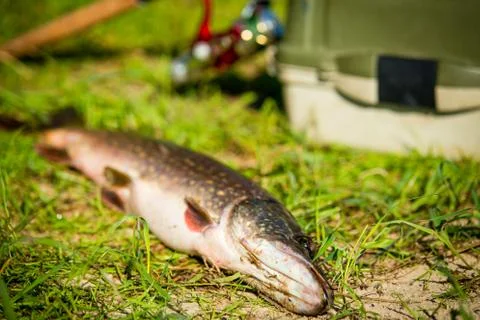 Big catch Stock Photos