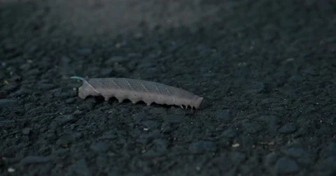 Big Caterpillar Crawling on the Asphalt. Macro Stock Footage 67507063