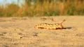Big caterpillar HD Footage