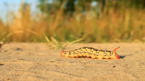 Big caterpillar Stock Footage 695797