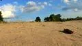 Big caterpillar HD Footage