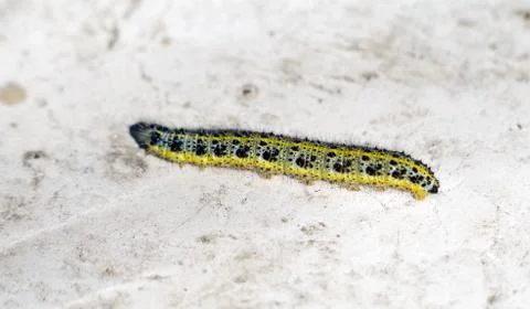 The big caterpillar Stock Photos