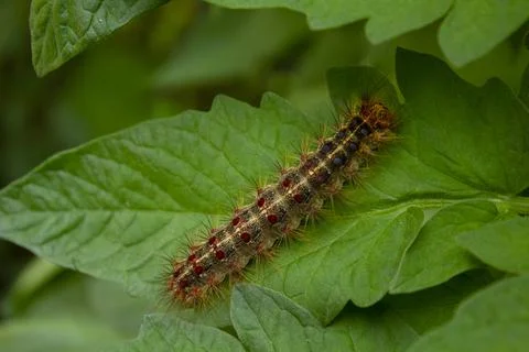 Big Caterpillar Foto stock