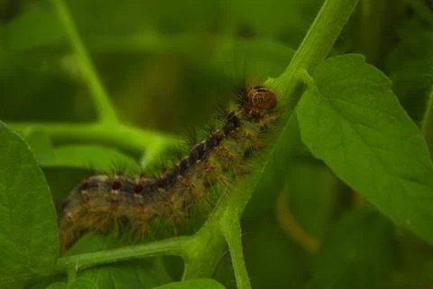 Big Caterpillar Foto stock