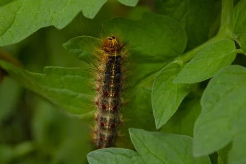 Big Caterpillar Foto stock