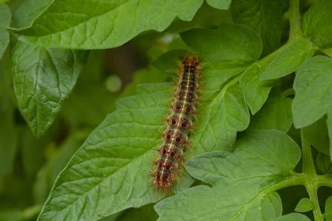 Big Caterpillar Foto stock
