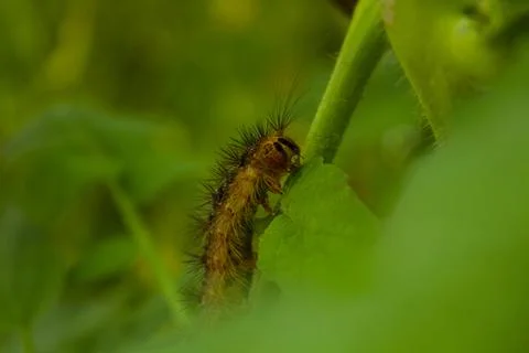 Big Caterpillar Foto stock