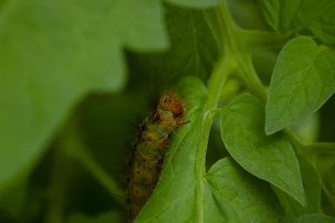 Big Caterpillar Foto stock