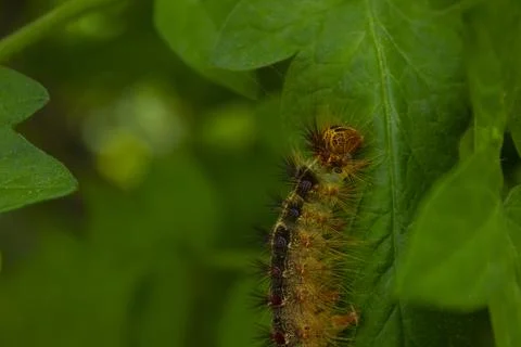 Big Caterpillar Foto stock