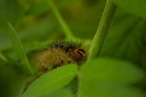 Big Caterpillar Foto stock