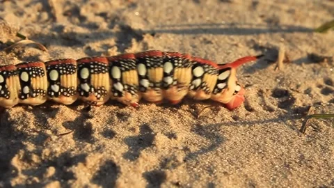 Big caterpillar on the sand Stock Footage 237508714