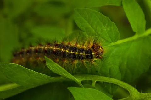 Big Caterpillars Foto stock